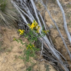 Hypericum perforatum (St John's Wort) at Wee Jasper, NSW - 24 Nov 2024 by Wildlifewarrior80