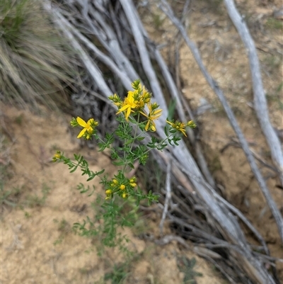 Hypericum perforatum (St John's Wort) at Wee Jasper, NSW - 24 Nov 2024 by Wildlifewarrior80