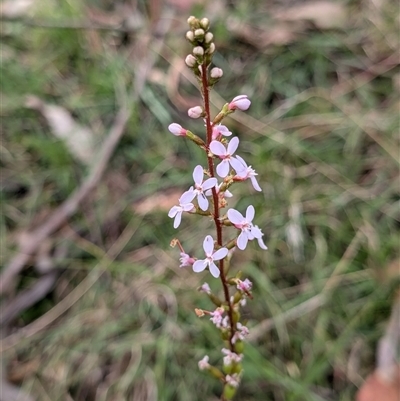 Stylidium (genus) (Trigger Plant) at Wee Jasper, NSW - 24 Nov 2024 by Wildlifewarrior80