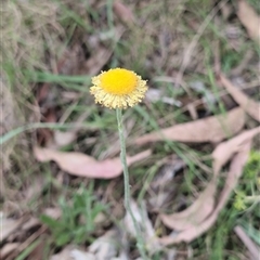 Coronidium scorpioides (Button Everlasting) at Wee Jasper, NSW - 24 Nov 2024 by Wildlifewarrior80