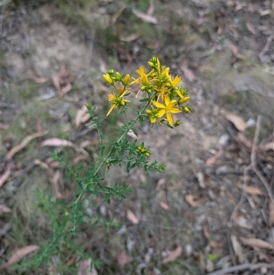 Hypericum perforatum at Wee Jasper, NSW - 24 Nov 2024 by Wildlifewarrior80