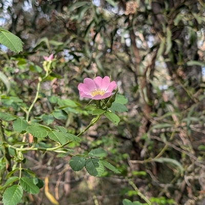 Rosa rubiginosa (Sweet Briar, Eglantine) at Wee Jasper, NSW - 24 Nov 2024 by Wildlifewarrior80