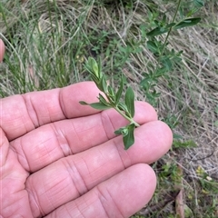 Hypericum perforatum at Wee Jasper, NSW - 24 Nov 2024 by Wildlifewarrior80