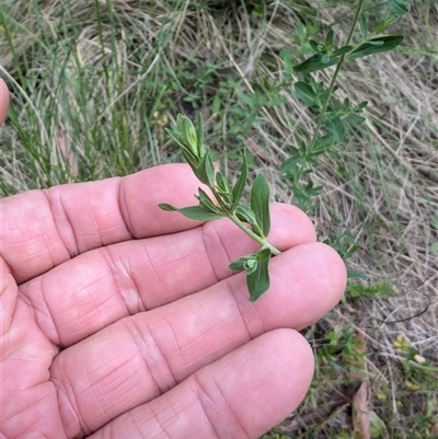 Hypericum perforatum at Wee Jasper, NSW - 24 Nov 2024 by Wildlifewarrior80