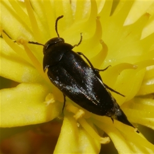 Mordellidae (family) (Unidentified pintail or tumbling flower beetle) at Freshwater Creek, VIC by WendyEM