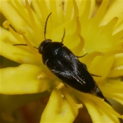 Mordellidae (family) at Freshwater Creek, VIC - 23 Nov 2024 02:09 PM