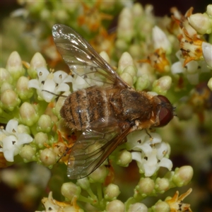 Bombyliidae (family) at Freshwater Creek, VIC by WendyEM