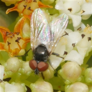 Diptera (order) at Freshwater Creek, VIC by WendyEM