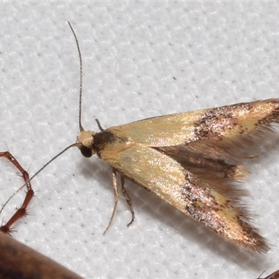 Chrysonoma catoptrina (A Concealer moth (Wingia group)) at Jerrabomberra, NSW - 24 Nov 2024 by DianneClarke