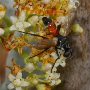 Cylindromyia sp. (genus) at Freshwater Creek, VIC by WendyEM