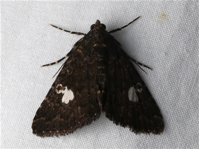 Amyna punctum (A Noctuid moth (Acronictinae) at Bulli, NSW - 24 Nov 2024 by jb2602