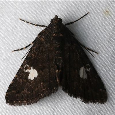 Amyna punctum (A Noctuid moth (Acronictinae) at Bulli, NSW - 24 Nov 2024 by jb2602