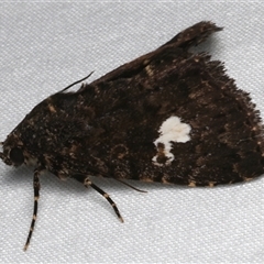Amyna punctum at Bulli, NSW - 24 Nov 2024 08:35 PM