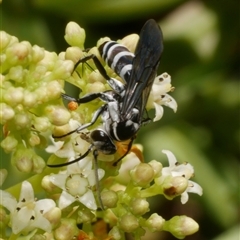 Pompilinae sp. (Ctenostegus sp. or Turneromyia sp.) (Spider Wasp) at Freshwater Creek, VIC - 21 Nov 2024 by WendyEM