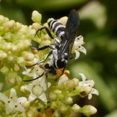 Turneromyia sp. (genus) at Freshwater Creek, VIC - 21 Nov 2024 by WendyEM