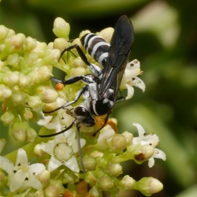 Pompilinae sp. (Ctenostegus sp. or Turneromyia sp.) (Spider Wasp) at Freshwater Creek, VIC - 21 Nov 2024 by WendyEM