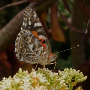 Vanessa kershawi at Freshwater Creek, VIC - 22 Nov 2024