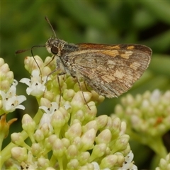 Unidentified Skipper (Hesperiidae) at Freshwater Creek, VIC - 22 Nov 2024 by WendyEM