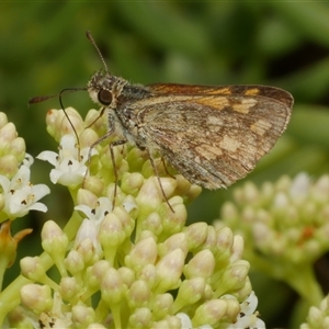 Unidentified Skipper (Hesperiidae) at Freshwater Creek, VIC by WendyEM