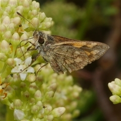 Ocybadistes walkeri at Freshwater Creek, VIC - 22 Nov 2024 02:10 PM