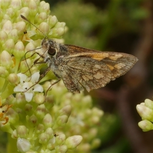 Ocybadistes walkeri at Freshwater Creek, VIC - 22 Nov 2024 02:10 PM