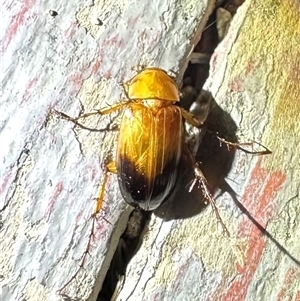 Phyllotocus macleayi at Ainslie, ACT - 16 Nov 2024 10:03 PM