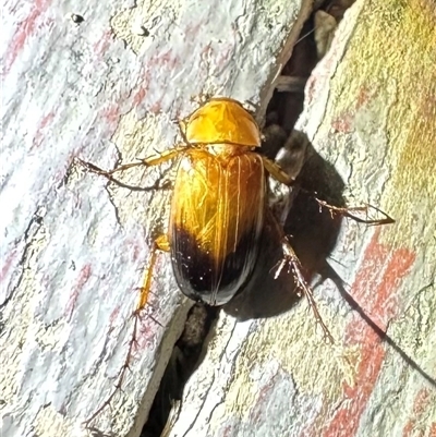 Phyllotocus macleayi (Nectar scarab) at Ainslie, ACT - 16 Nov 2024 by Pirom