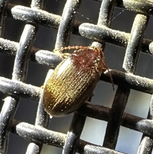 Nocar depressiusculus (Comb-clawed beetle) at Ainslie, ACT by Pirom