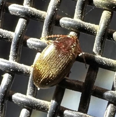 Nocar depressiusculus (Comb-clawed beetle) at Ainslie, ACT - 16 Nov 2024 by Pirom