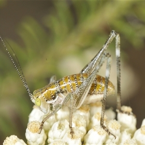 Tettigoniidae (family) at Bungonia, NSW - 25 Nov 2024