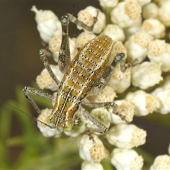 Tettigoniidae (family) at Bungonia, NSW - 25 Nov 2024