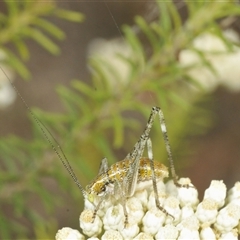 Tettigoniidae (family) at Bungonia, NSW - 25 Nov 2024