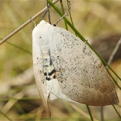 Gastrophora henricaria (Fallen-bark Looper, Beautiful Leaf Moth) at Bungonia, NSW - 25 Nov 2024 by Harrisi