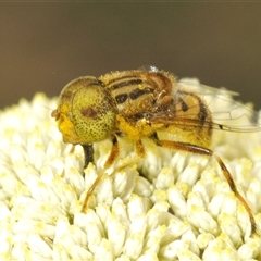 Eristalinus punctulatus at Bungonia, NSW - 25 Nov 2024 by Harrisi