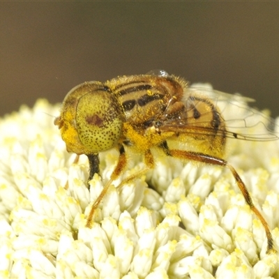 Eristalinus punctulatus (Golden Native Drone Fly) at Bungonia, NSW - 25 Nov 2024 by Harrisi