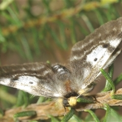 Nataxa flavescens (Nataxa Moth) at Bungonia, NSW - 25 Nov 2024 by Harrisi