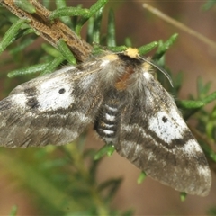 Nataxa flavescens at Bungonia, NSW - 25 Nov 2024