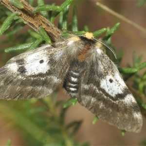 Nataxa flavescens at Bungonia, NSW - 25 Nov 2024