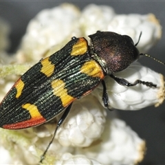 Castiarina interstitialis (A jewel beetle) at Bungonia, NSW - 25 Nov 2024 by Harrisi