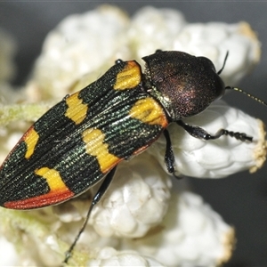 Castiarina interstitialis at Bungonia, NSW - 25 Nov 2024