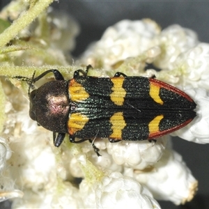 Castiarina interstitialis at Bungonia, NSW - 25 Nov 2024