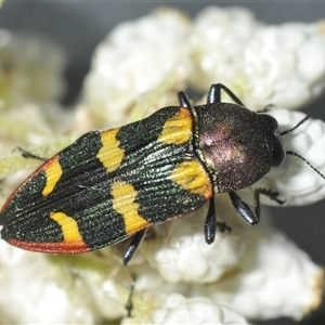 Castiarina interstitialis at Bungonia, NSW - 25 Nov 2024