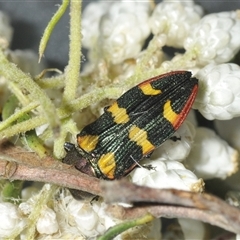 Castiarina interstitialis at Bungonia, NSW - 25 Nov 2024