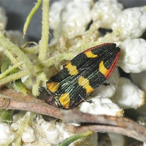 Castiarina interstitialis at Bungonia, NSW - 25 Nov 2024