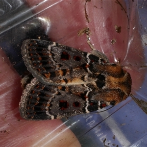 Proteuxoa sanguinipuncta at Freshwater Creek, VIC - 26 Nov 2024 12:05 AM