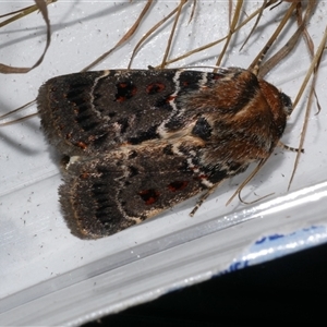 Proteuxoa sanguinipuncta at Freshwater Creek, VIC - 26 Nov 2024 12:05 AM