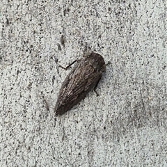 Putoniessa sp. (genus) (A leafhopper) at Bungendore, NSW - 25 Nov 2024 by clarehoneydove