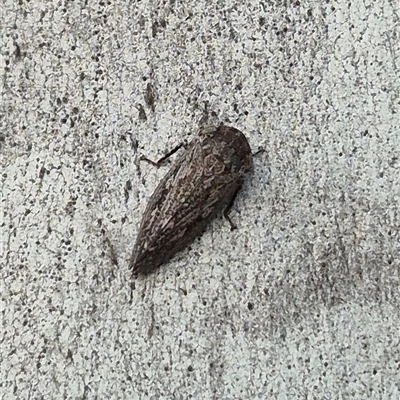Putoniessa sp. (genus) (A leafhopper) at Bungendore, NSW - 25 Nov 2024 by clarehoneydove