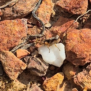 Pycnostictus sp. (genus) at Bungendore, NSW - suppressed