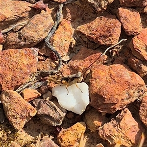 Pycnostictus sp. (genus) at Bungendore, NSW - suppressed